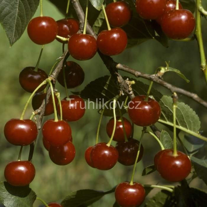 Višně - Višeň 'Erdi Bötermö' květináč 7,5 litru, čtvrtkmen, SAMOSPRAŠNÁ