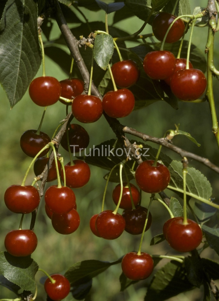 Rostliny - Višeň 'Erdi Bötermö' prostokořenné, zákrsek, SAMOSPRAŠNÁ