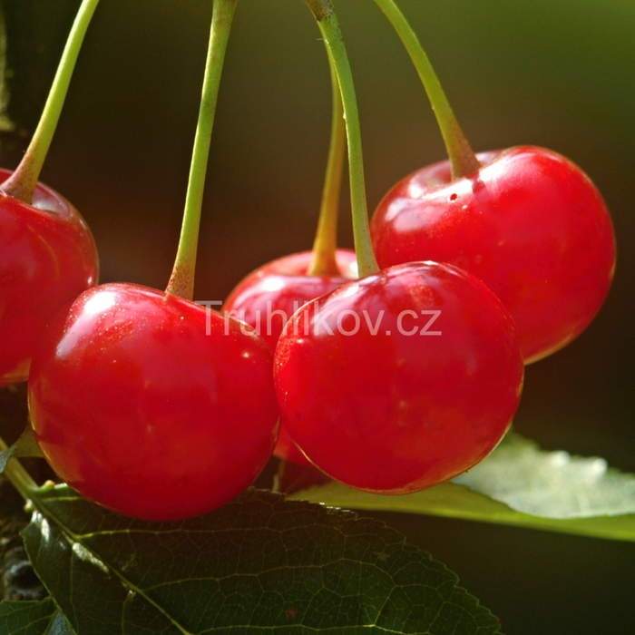 Rostliny - Višeň 'Favorit' květináč 10 litrů, zákrsek, SAMOSPRAŠNÁ