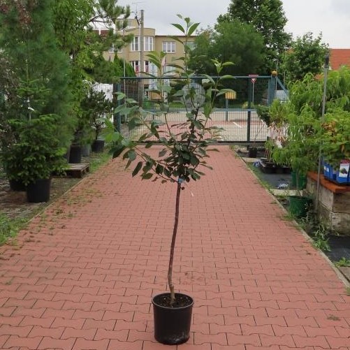 Višeň 'Favorit' květináč 7,5 litru, čtvrtkmen, SAMOSPRAŠNÁ-0