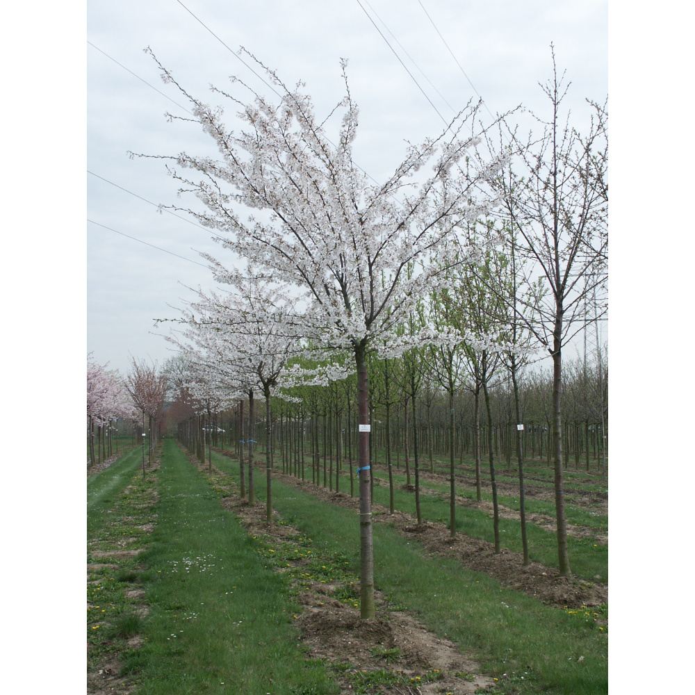 Soliterní stromy - Višeň jedoská výška kmene 240cm, zemní bal