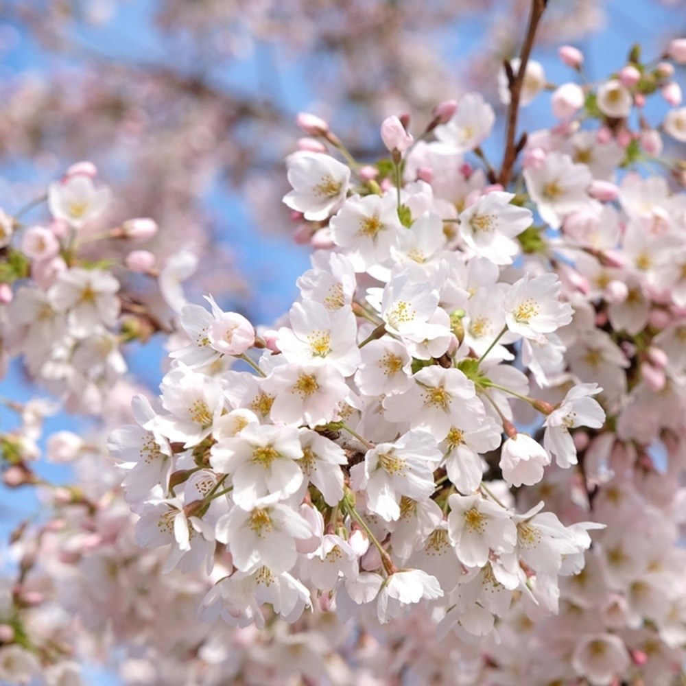 Višeň jedoská výška kmene 240cm, zemní bal-0