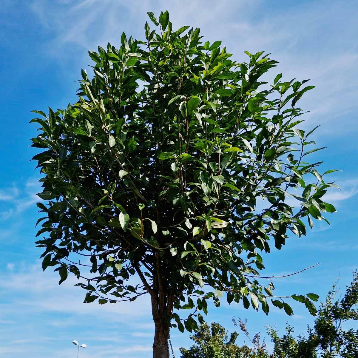 Listnaté stromky a stromy - Višeň křovitá Globosa kmínek 120cm, květináč 15 litrů