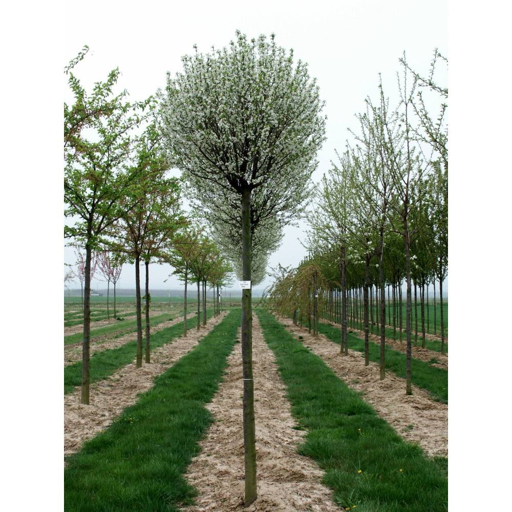 Soliterní stromy - Višeň křovitá Globosa výška kmene 240cm, zemní bal