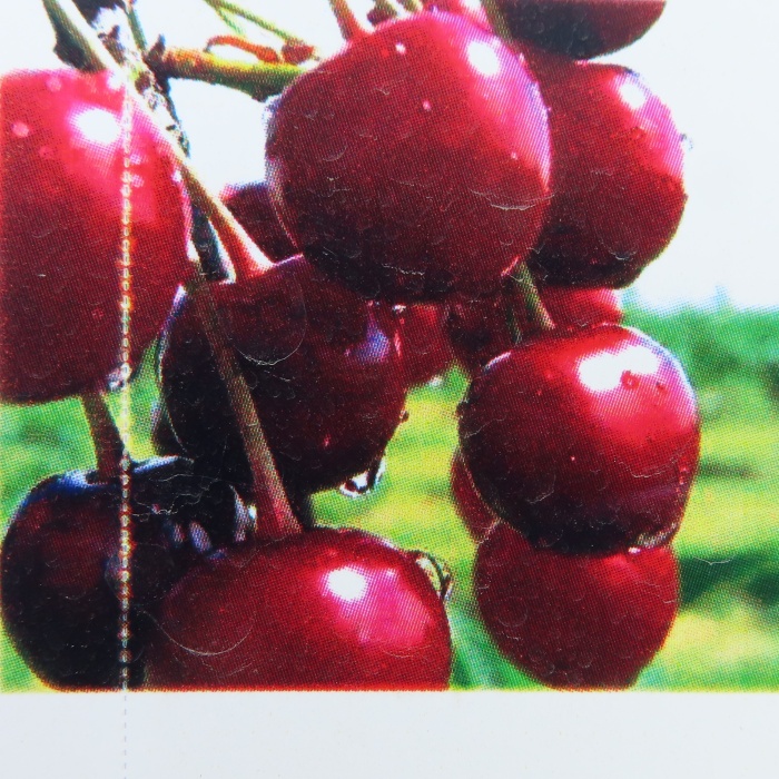 Rostliny - Višeň 'Lutowka' květináč 7,5 litru, čtvrtkmen, SAMOSPRAŠNÁ