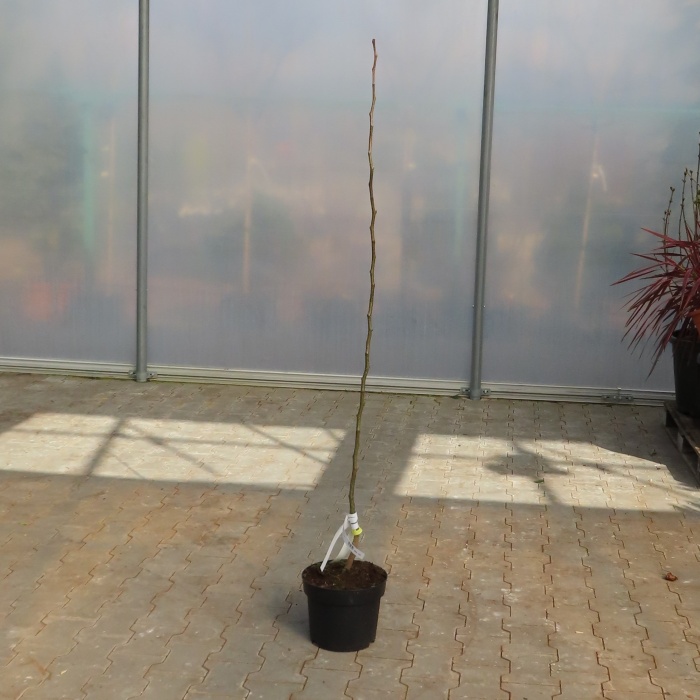 Višeň 'Lutowka' květináč 7,5 litru, čtvrtkmen, SAMOSPRAŠNÁ-0