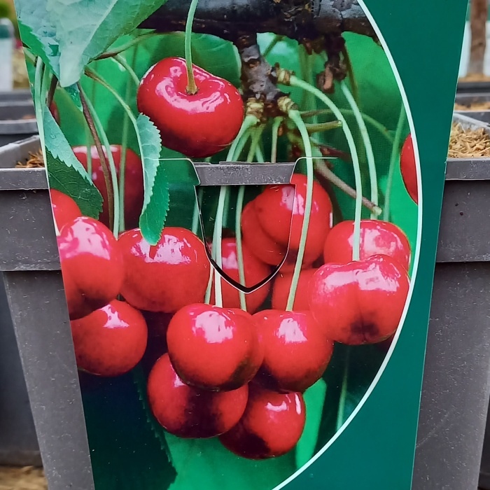 Rostliny - Višeň Maynard sloupová, květináč 5 litrů, samosprašná