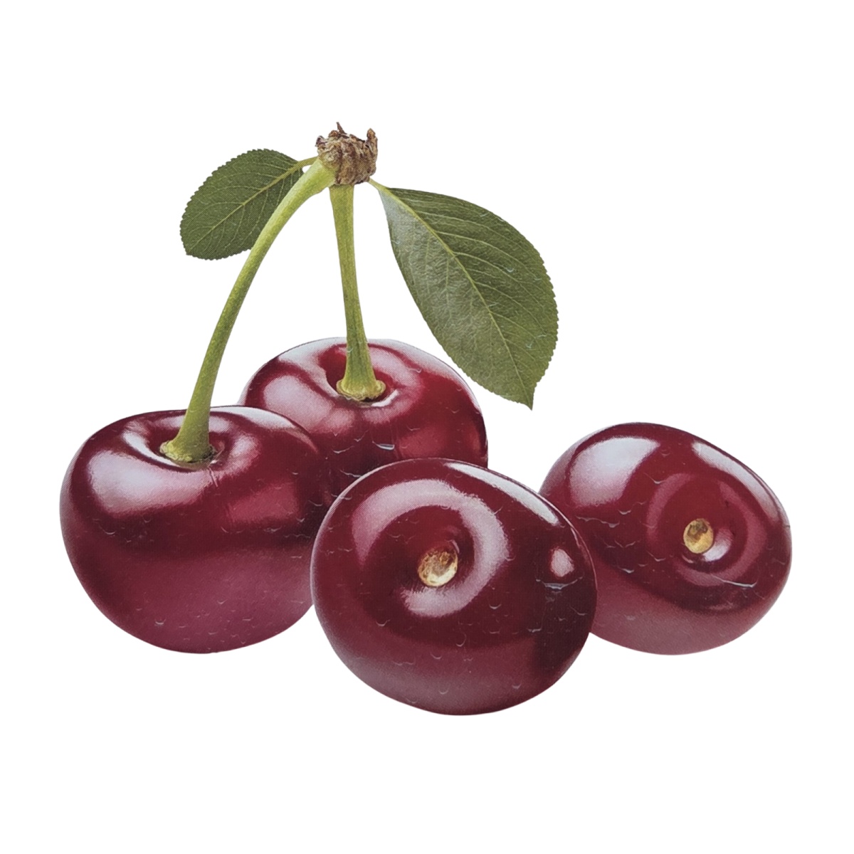 Balkonové ovocné stromky - Višeň Mini květináč 7,5 litru, zakrslá, samosprašná