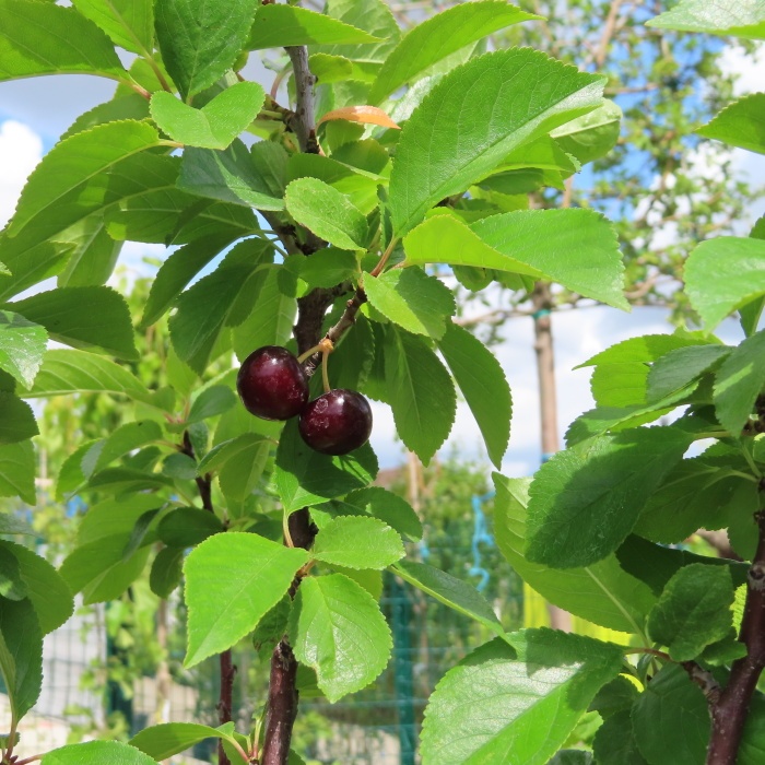 Višně - Višeň MINIVIŠEŇ květináč 7,5 litru, zákrsek, SAMOSPRAŠNÁ