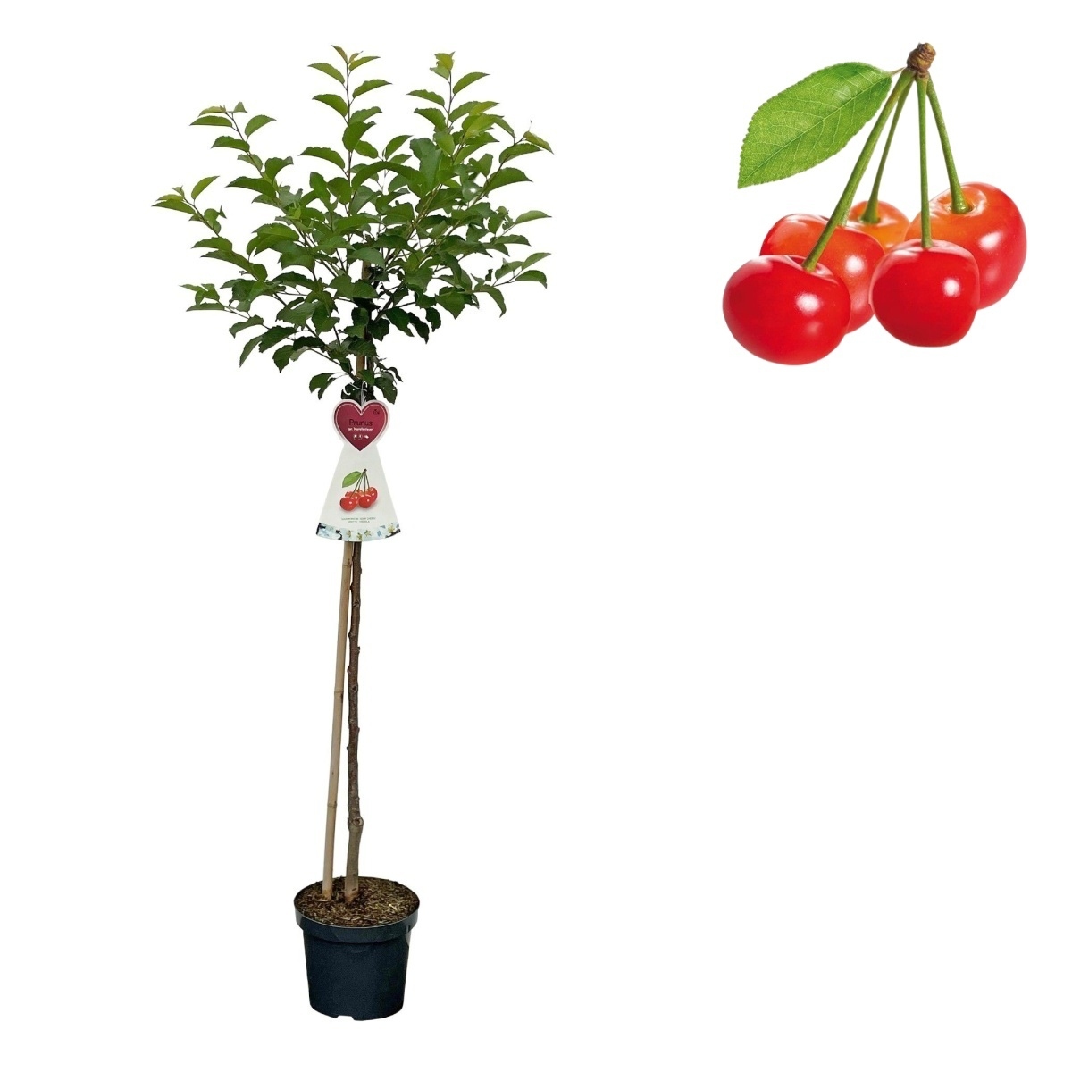Višně - Višeň Morela pozdní kmínek 100cm, květináč 7,5 litru, SAMOSPRAŠNÁ