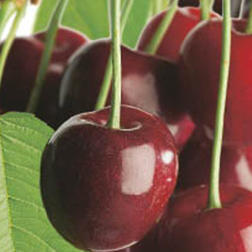 Rostliny - Višeň Morela pozdní květináč 6 litrů, výška 150/175cm, stromek, SAMOSPRAŠNÁ