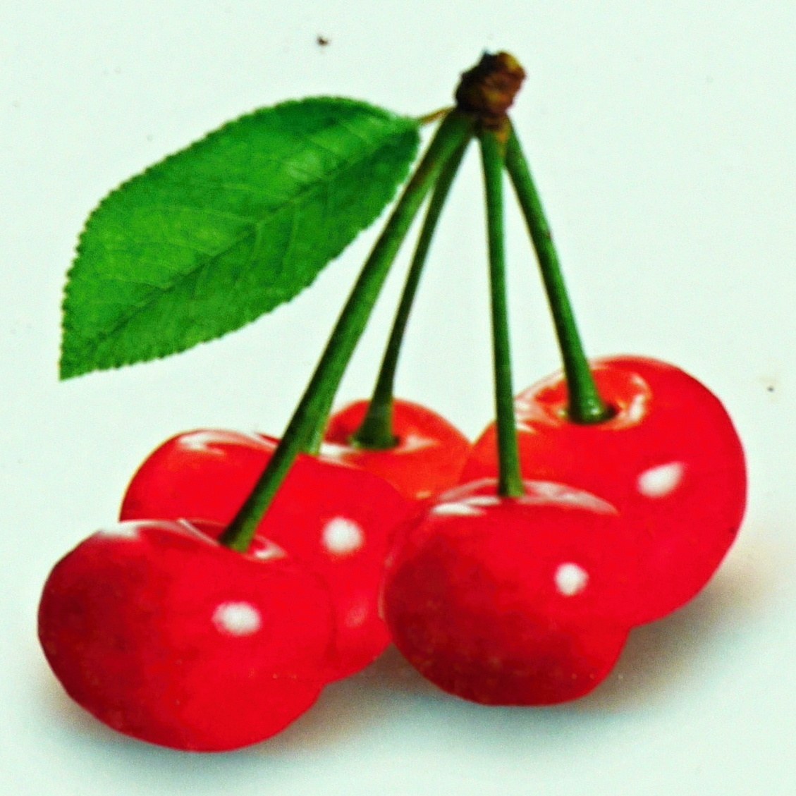 Rostliny - Višeň 'Morellenfeuer' květináč 5 litrů, patio, zákrsek, SAMOSPRAŠNÁ