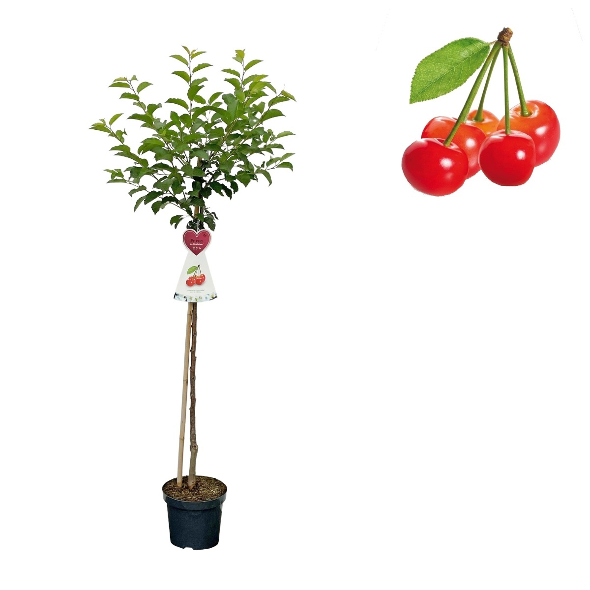 Višně - Višeň 'Morellenfeuer' květináč 7,5 litru, čtvrtkmen, SAMOSPRAŠNÁ
