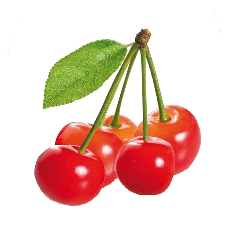 Višeň 'Morellenfeuer' květináč 7,5 litru, čtvrtkmen, SAMOSPRAŠNÁ-0