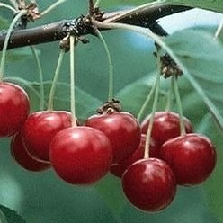 Višně - Višeň 'North Star' květináč 7,5 litru, čtvrtkmen, SAMOSPRAŠNÁ