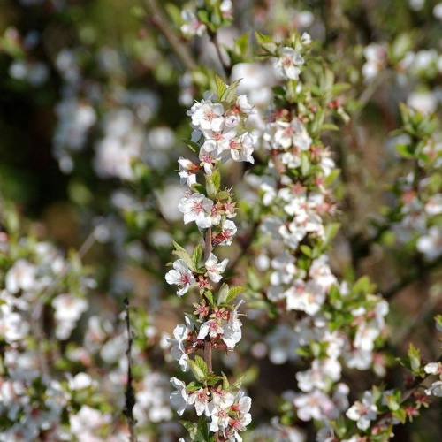 Keře okrasné květem - Višeň plstnatá výška 60/80cm, 5 litrů