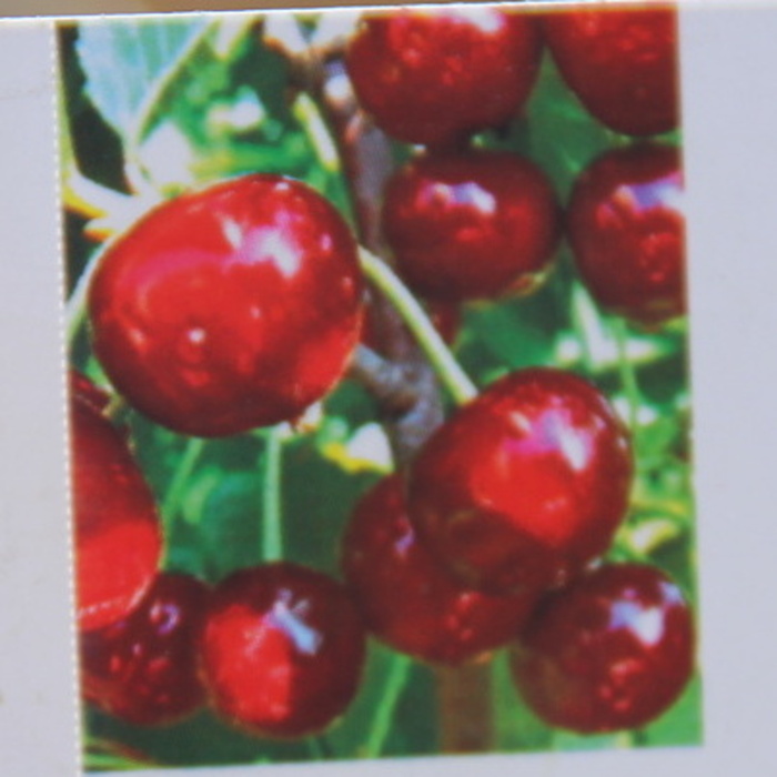 Rostliny - Višeň 'Sabina' květináč 7,5 litru, samosprašná