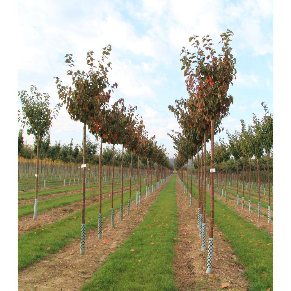 Soliterní stromy - Višeň Sargentova výška kmene 240cm, zemní bal