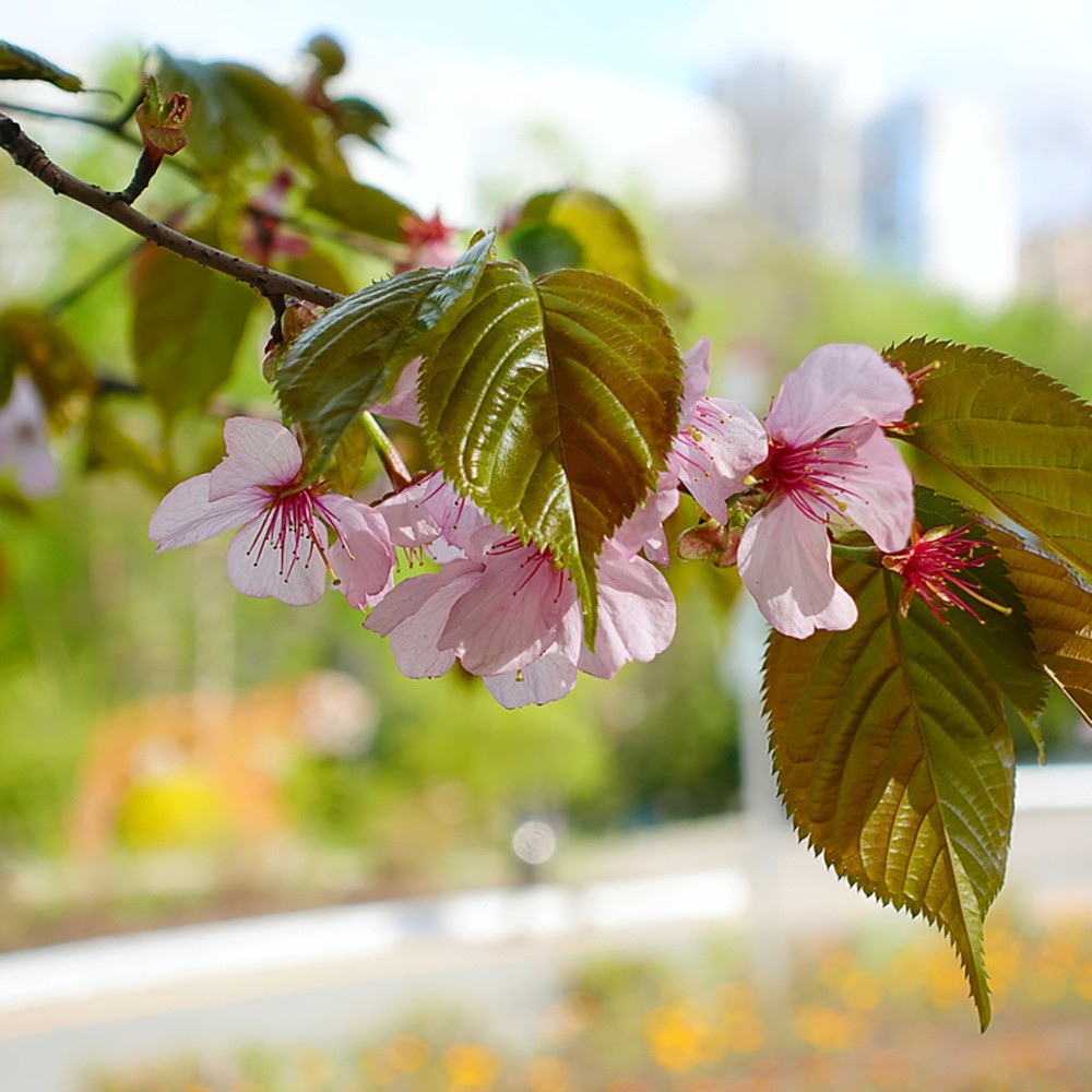 Višeň Sargentova výška kmene 240cm, zemní bal-0