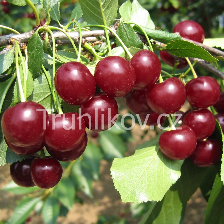 Rostliny - Višeň 'Újfehértoi Fürtös' prostokořenné, zákrsek, SAMOSPRAŠNÁ