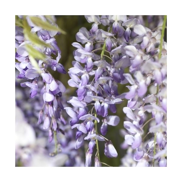 Popínavé rostliny - Vistárie čínská 2,25 litru