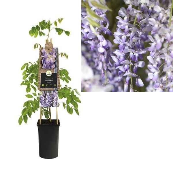 Vistárie čínská 2,25 litru-0