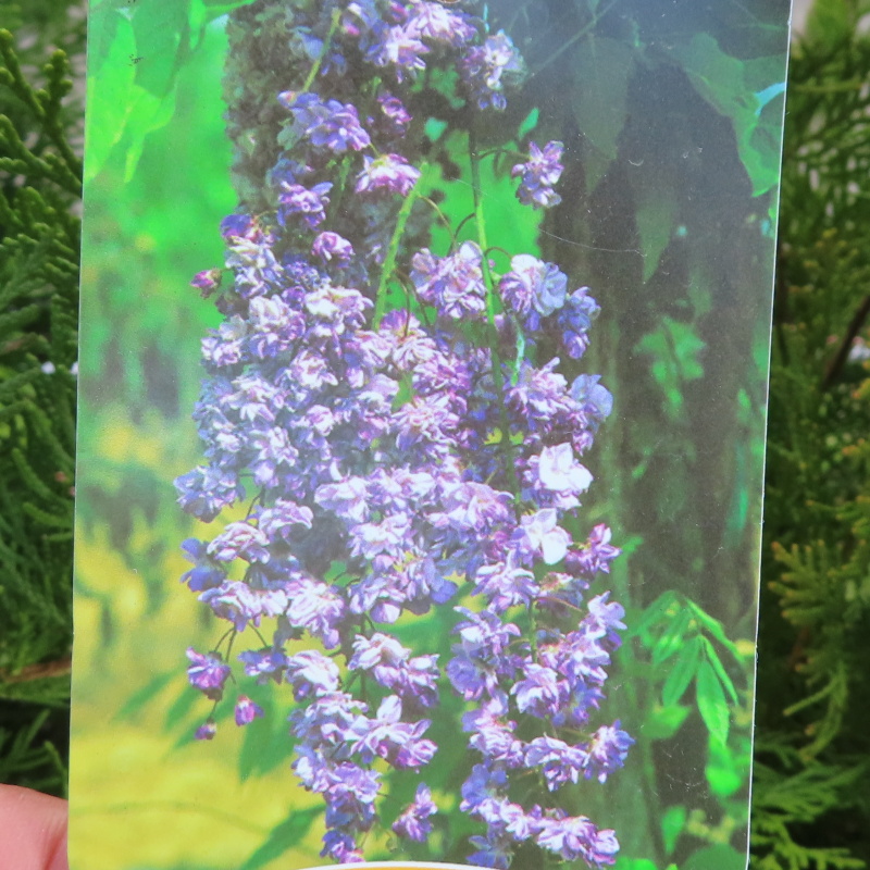 Rostliny - Vistárie čínská Black Dragon květináč 3 litry, vyvazovaný