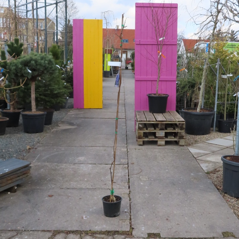 Vistárie čínská Black Dragon květináč 3 litry-0