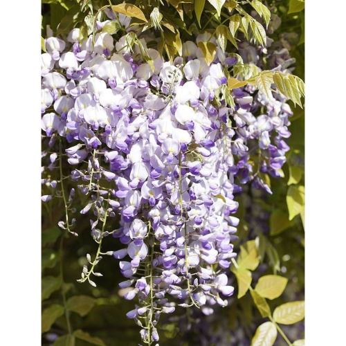 Popínavé rostliny - Vistárie čínská kmínek 1/2, 20 litrů