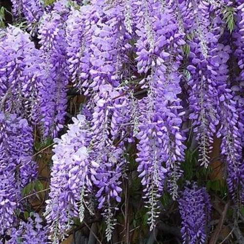 Popínavé rostliny - Vistárie čínská květináč 165 litrů, tvar střecha, tvarovaný