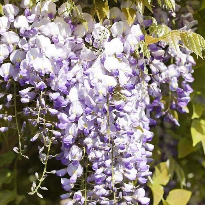 Popínavé rostliny - Vistárie čínská květináč 25 litrů, střecha