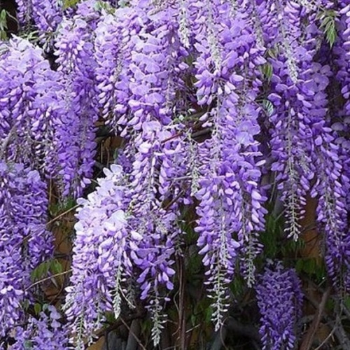 Popínavé rostliny - Vistárie čínská květináč 40 litrů,  tvarovaná