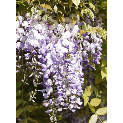 Popínavé rostliny - Vistárie čínská obvod kmene 8/10, 20 litrů