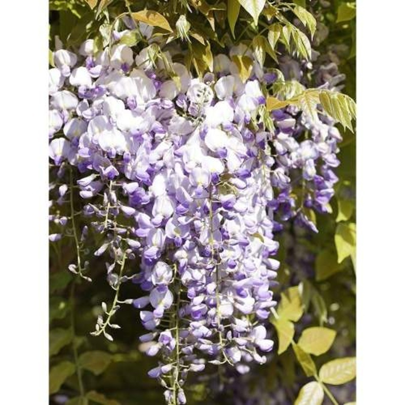 Popínavé rostliny - Vistárie čínská obvod kmínku 16/18, květináč 70 litrů