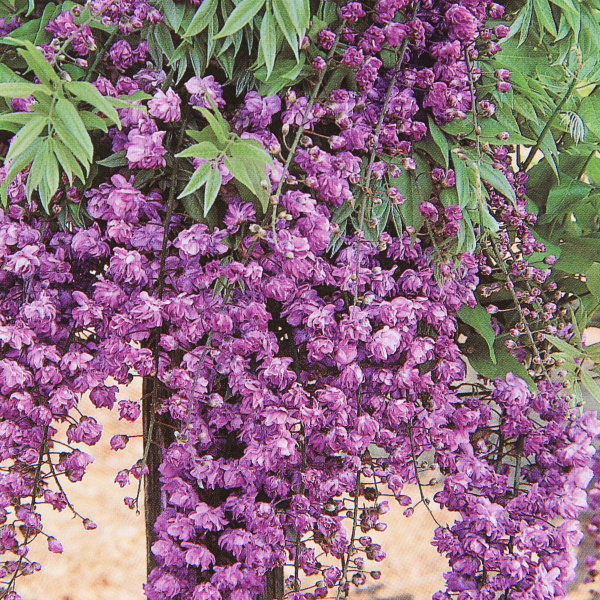 Popínavé rostliny - Vistárie čínská 'Violacea Plena' květináč 5 litrů, výška 100/150cm, vyvazovaný
