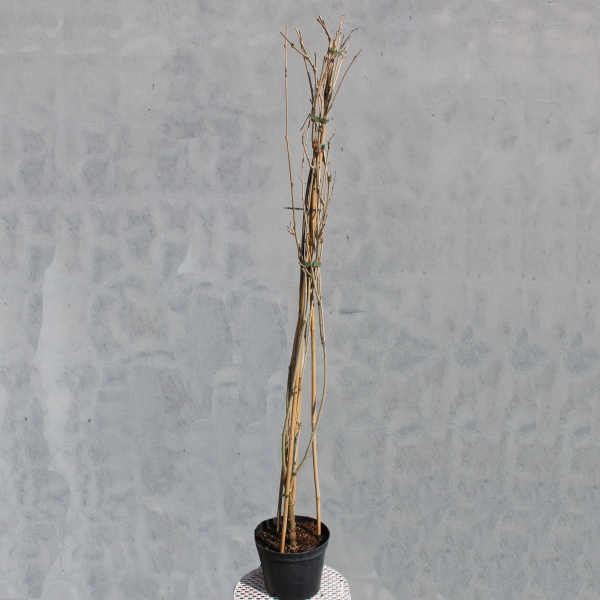 Vistárie čínská 'Violacea Plena' květináč 5 litrů, výška 100/150cm, vyvazovaný-0