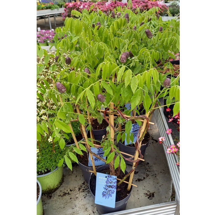 Popínavé rostliny - Vistárie křovitá 'Amethyst Falls' květináč 1,5 litru