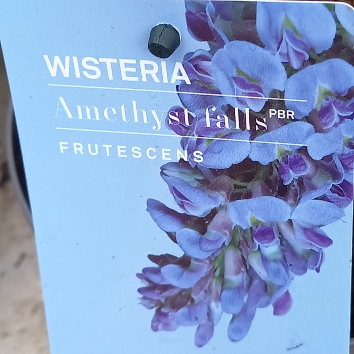 Vistárie křovitá 'Amethyst Falls' květináč 1,5 litru-0