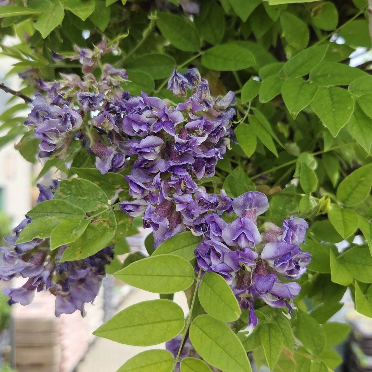 Popínavé rostliny - Vistárie křovitá Longwood Purple výška 150/175cm. kvěitnáč 3 litry