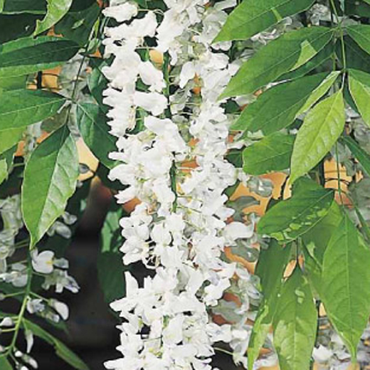 Popínavé rostliny - Vistárie květnatá 'Alba' květináč 2 litry, výška 55cm