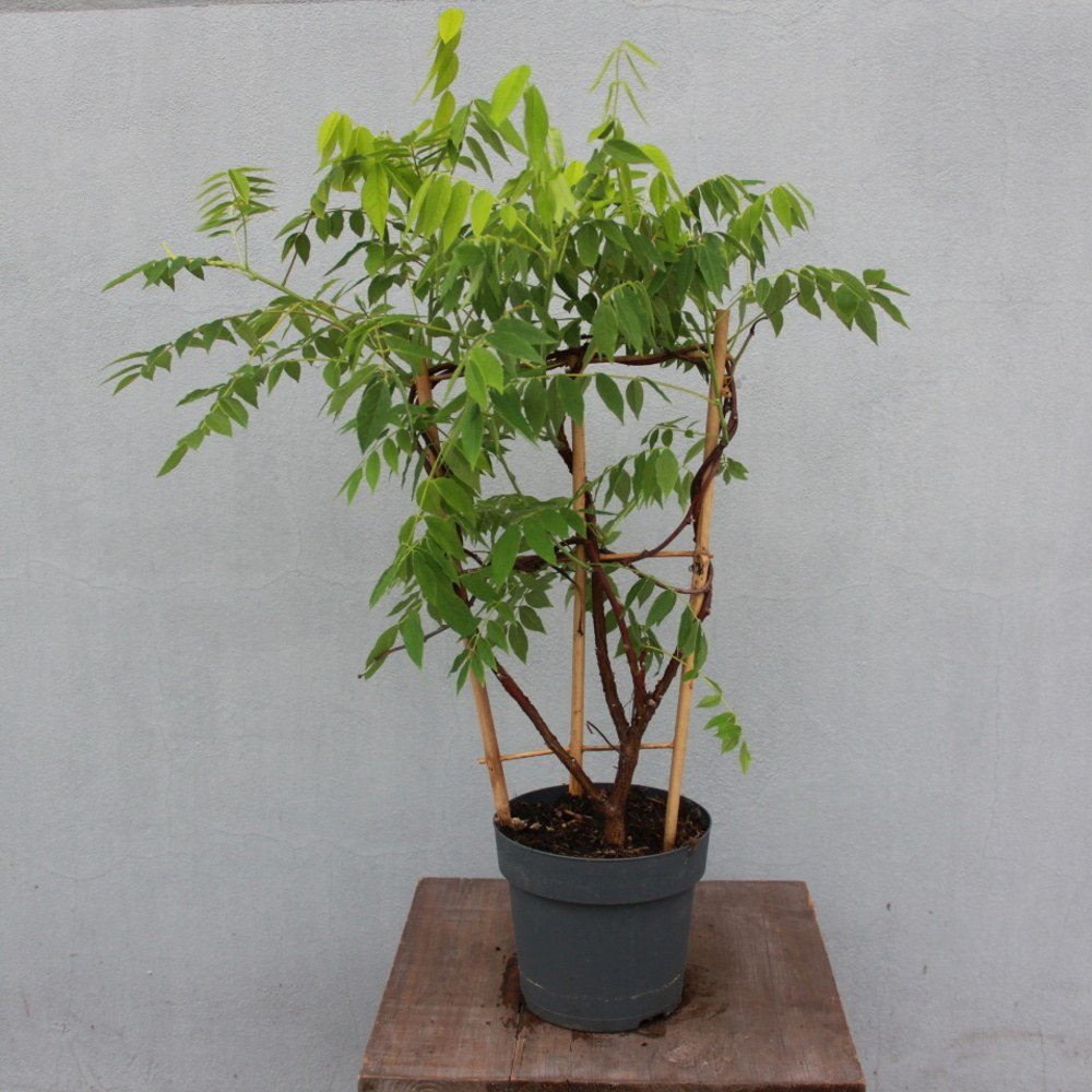 Popínavé rostliny - Vistárie květnatá  Honbeni květináč 2 litry, výška 55cm, vyvazovaný