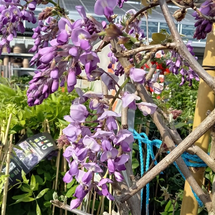 Popínavé rostliny - Vistárie květnatá 'Issai' květniáč 165 litrů, střecha