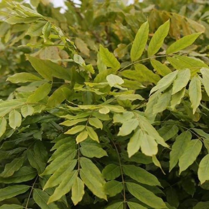 Vistárie květnatá 'Issai' květniáč 165 litrů, střecha-0