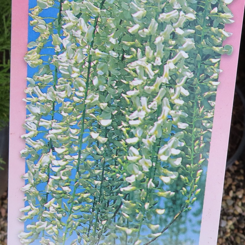 Popínavé rostliny - Vistárie květnatá 'Longissima Alba' květináč 3 litry, výška 175/200cm, vyvazovaný