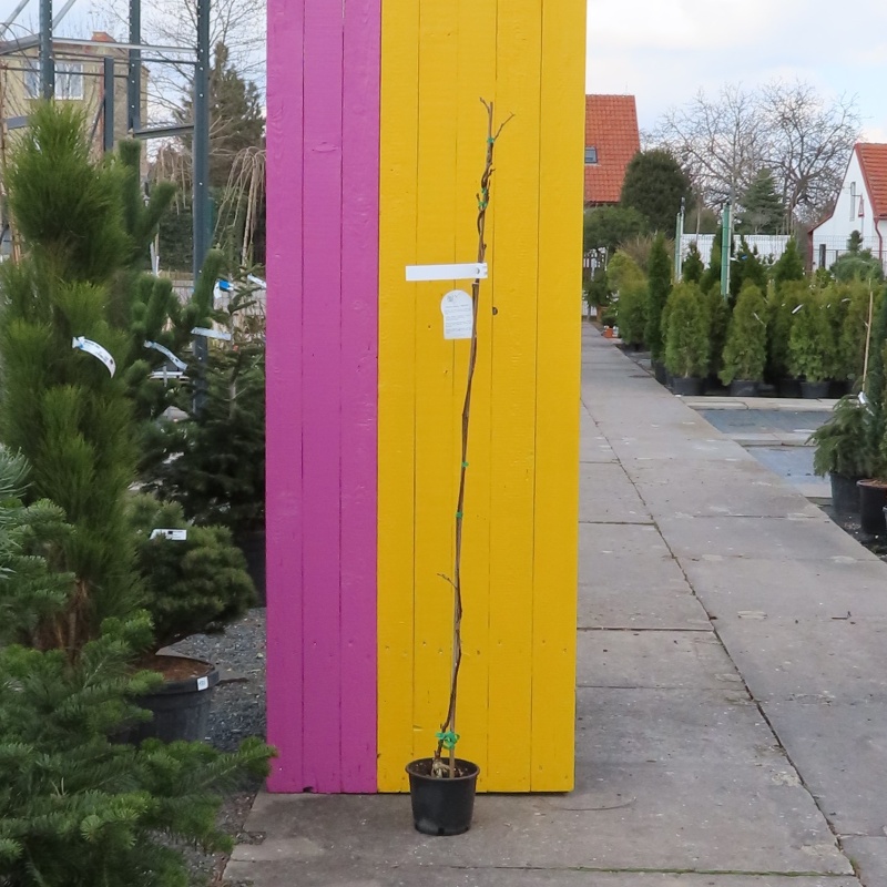 Vistárie květnatá 'Longissima Alba' květináč 3 litry, výška 175/200cm, vyvazovaný-0