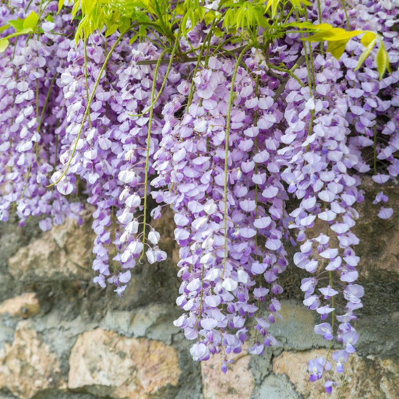 Popínavé rostliny - Vistárie květnatá Macrobotrys kmínek 1/2, květináč 18 litrů