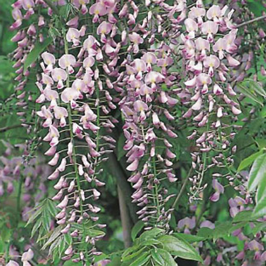 Popínavé rostliny - Vistárie květnatá 'Rosea' květináč 2 litry, výška 55cm