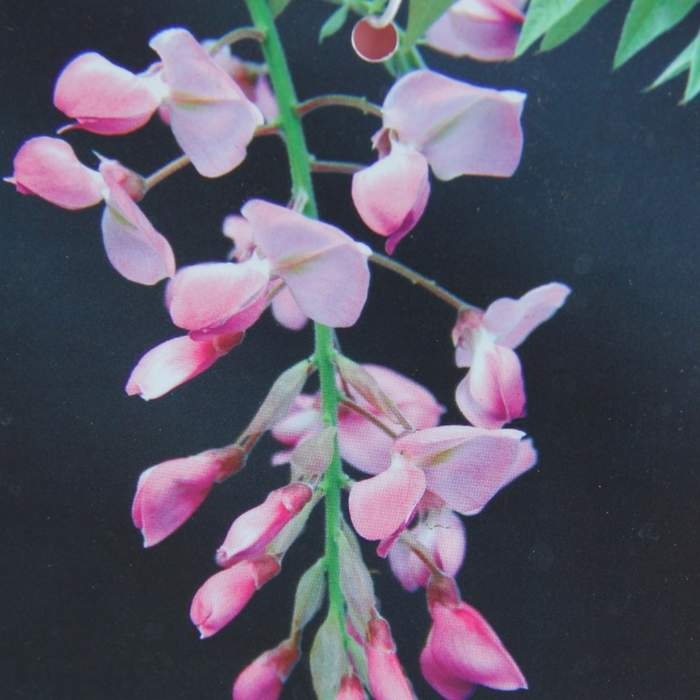 Popínavé rostliny - Vistárie vznešená Showa Beni květináč 165 litrů, střecha