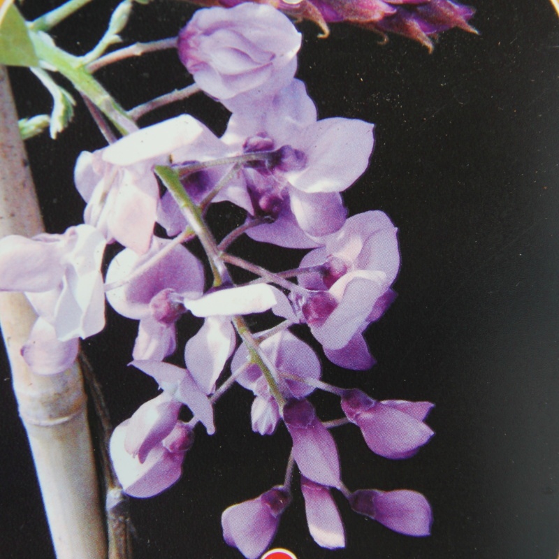 Popínavé rostliny - Vistárie vznešená Yokohama Fuji mini kmínek, květináč 9 litrů