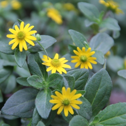 Převislé balkonové květiny - Vitálka plazivá 4ks 11cm